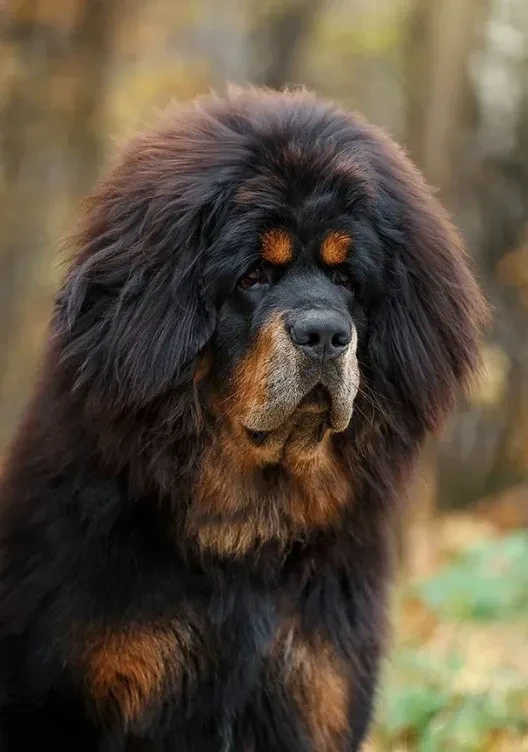 Тибетский мастиф